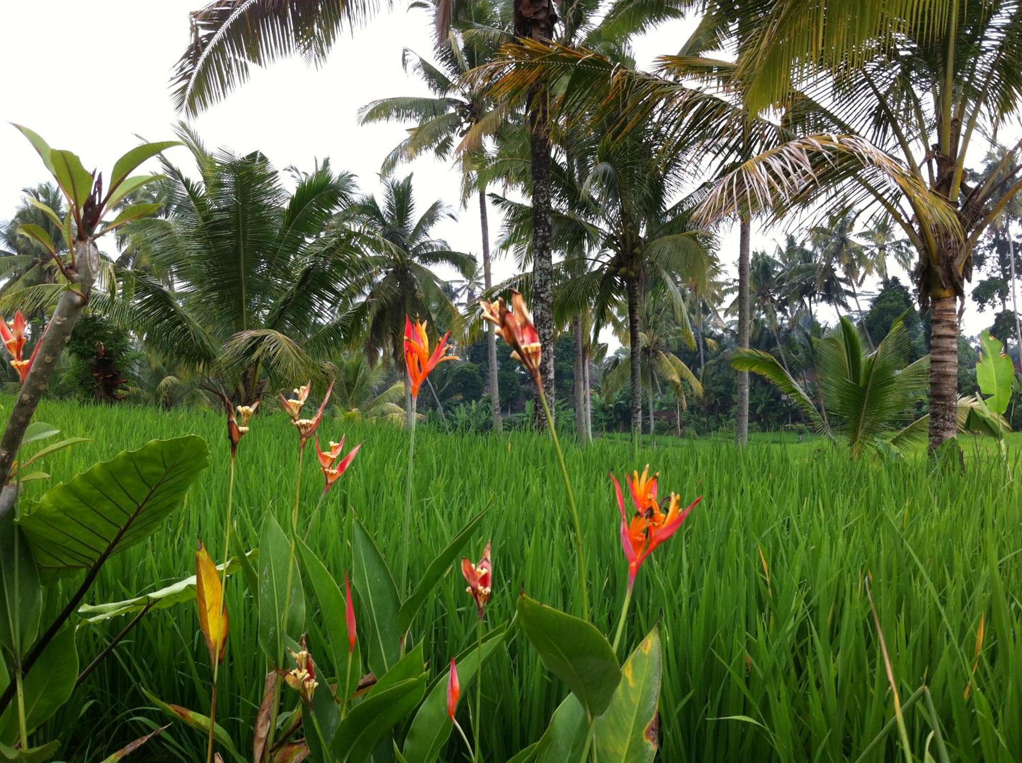 Villa Neyang Ubud Buitenkant foto
