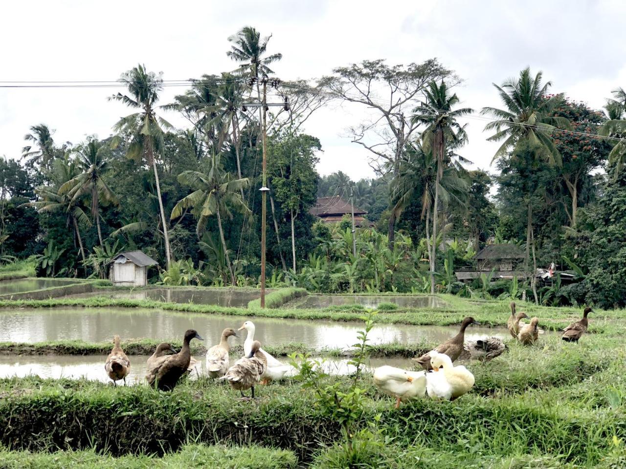 Villa Neyang Ubud Buitenkant foto