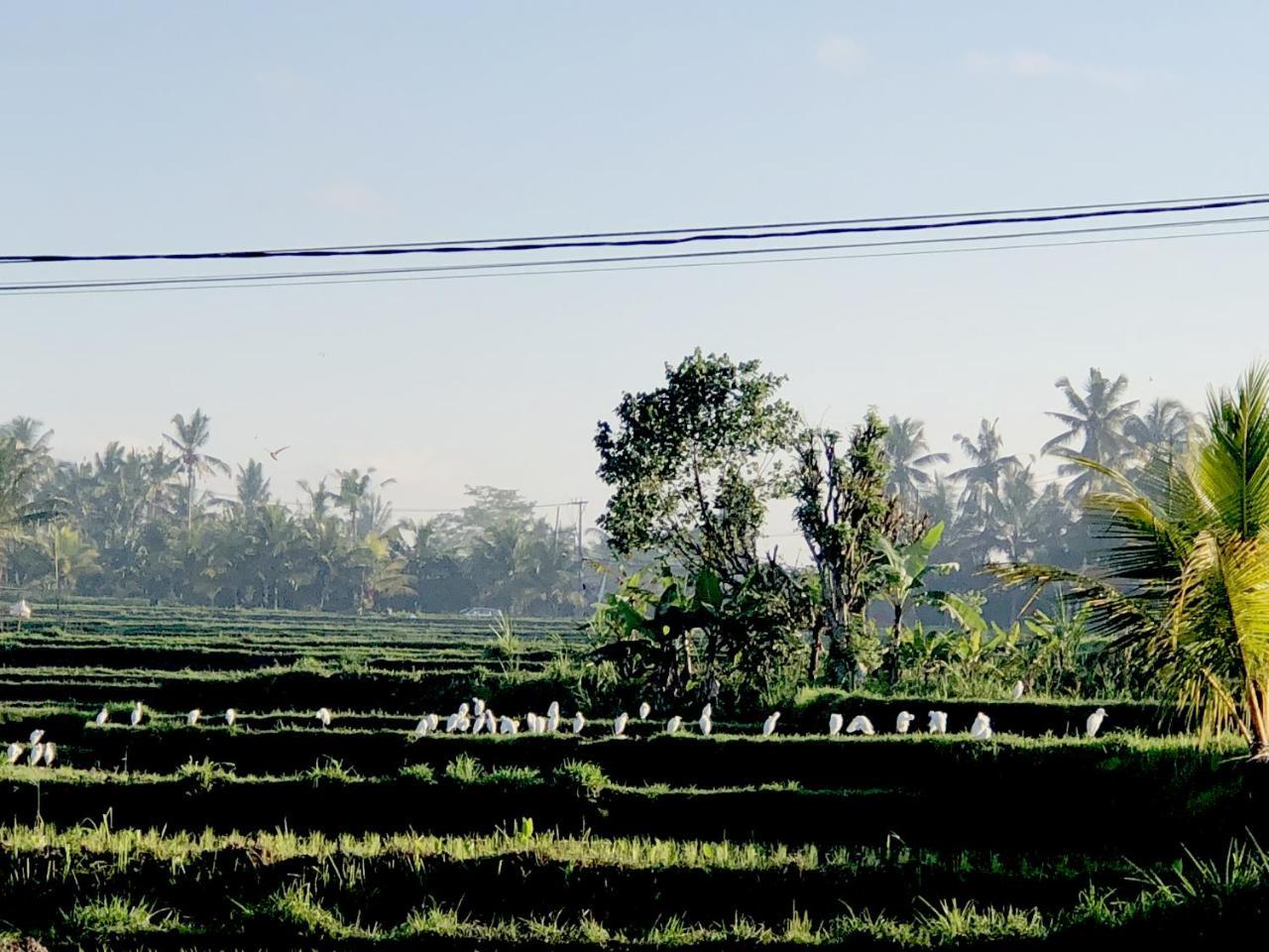 Villa Neyang Ubud Buitenkant foto